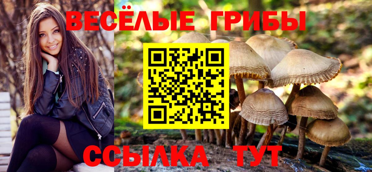Псилоцибиновые грибы Cubensis Кыштым